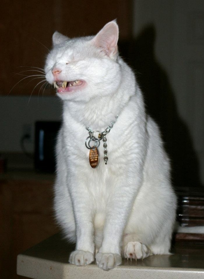 28 photos hilarantes d'animaux de compagnie qui n'ont pas